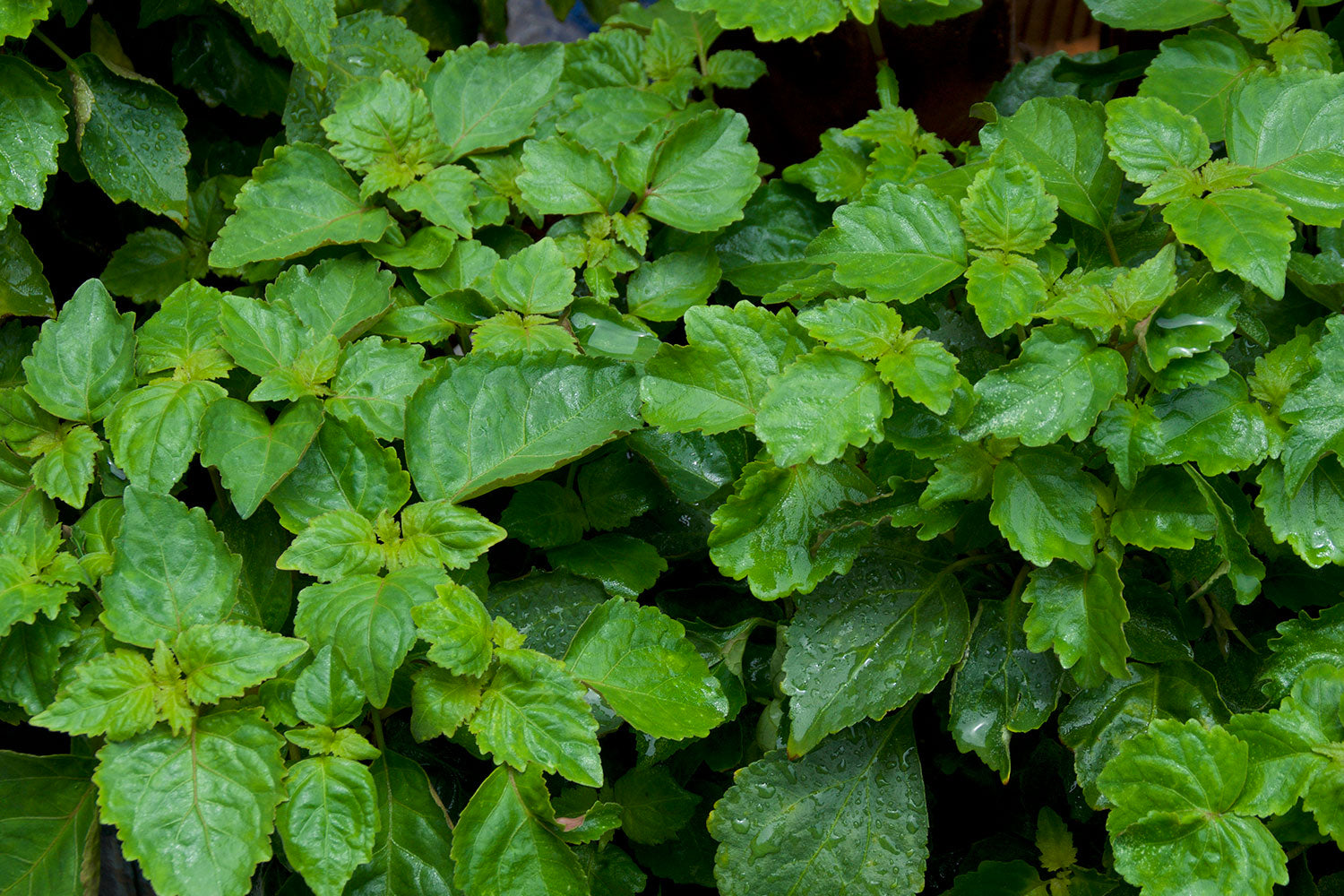 El pachulí o Pogostemon Cablin, ese aroma de Oriente