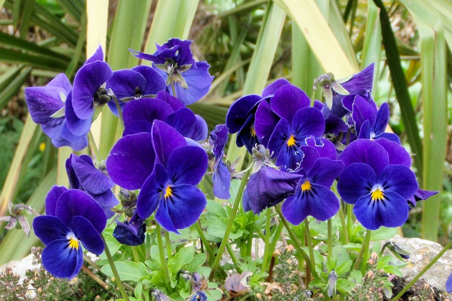 La violeta, el aroma de los amores divinos