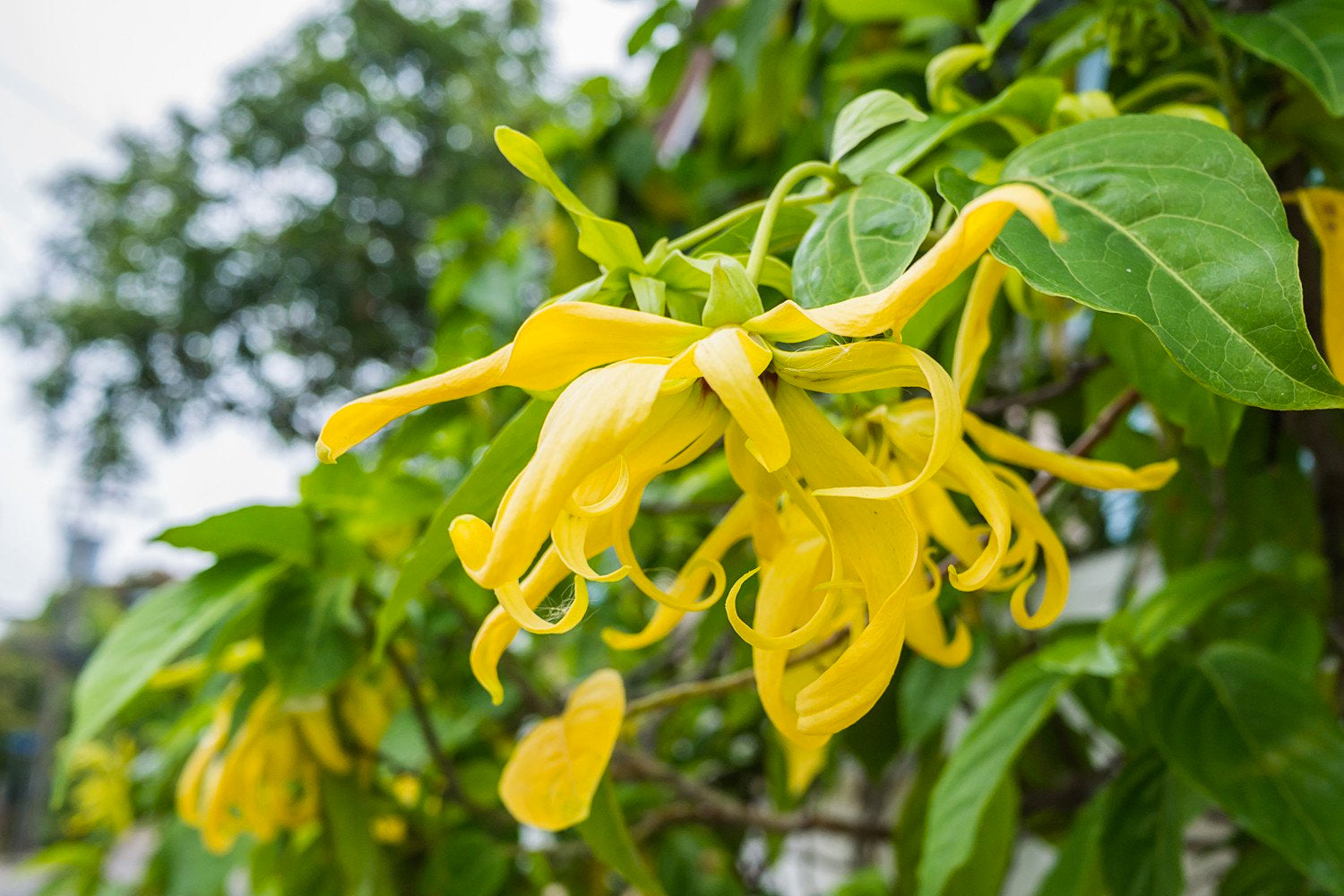 El ylang-ylang ¿un aroma con propiedades afrodisíacas?