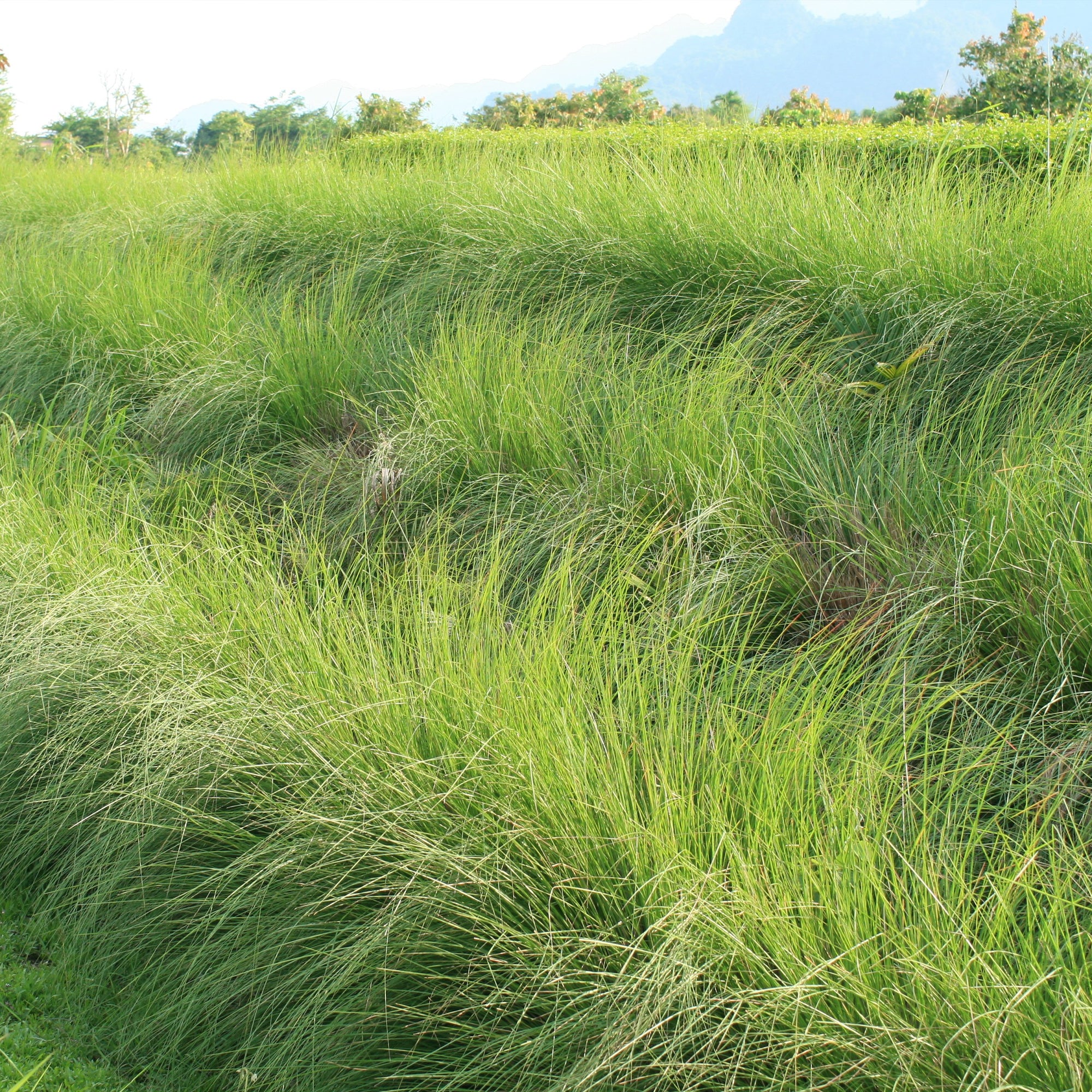 VETIVER