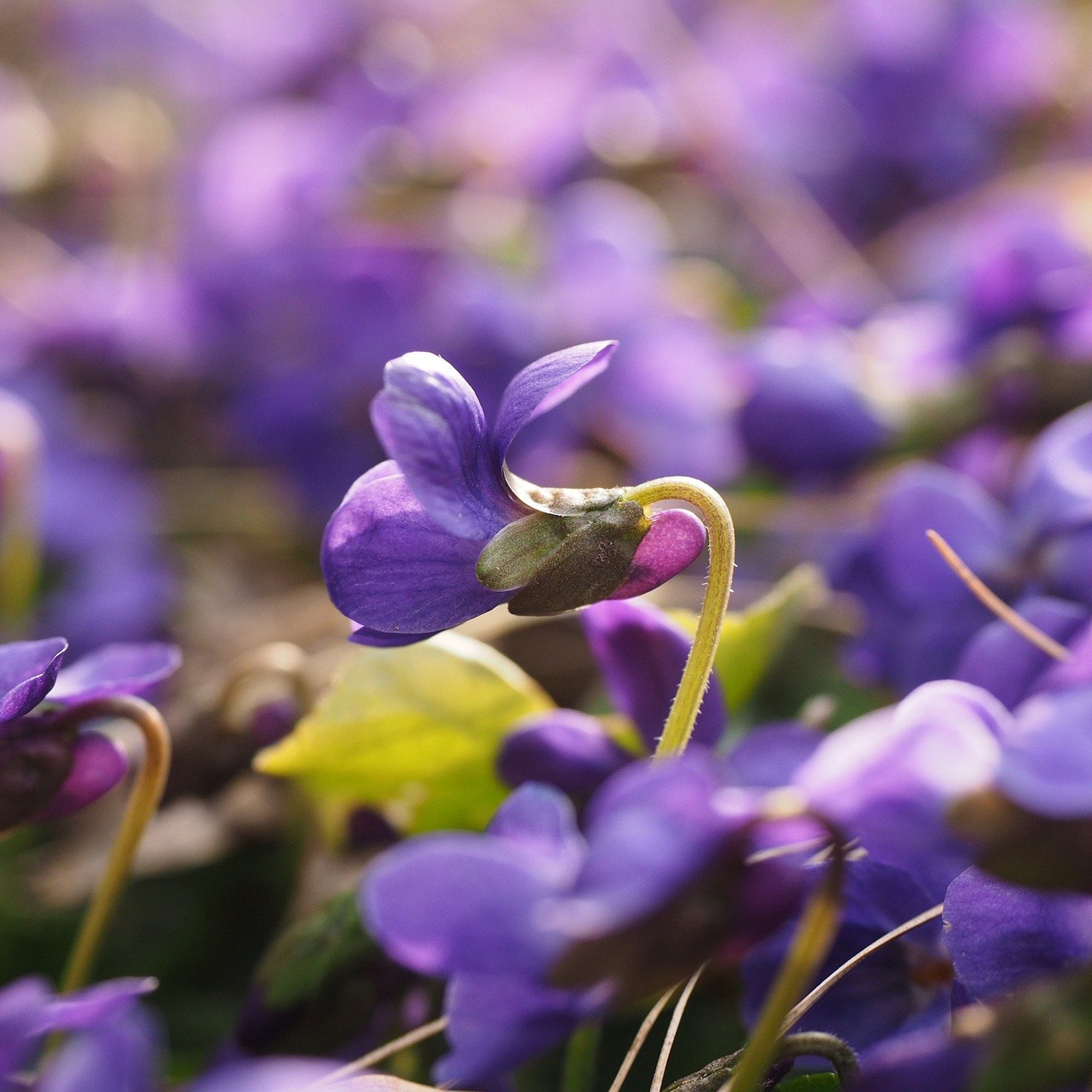 VIOLETA