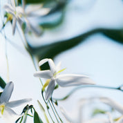 Blanche BYREDO Absolu Parfum - ABANUC