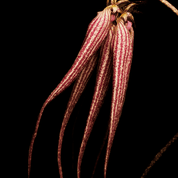 Bal d'Afrique BYREDO Absolu Parfum - ABANUC