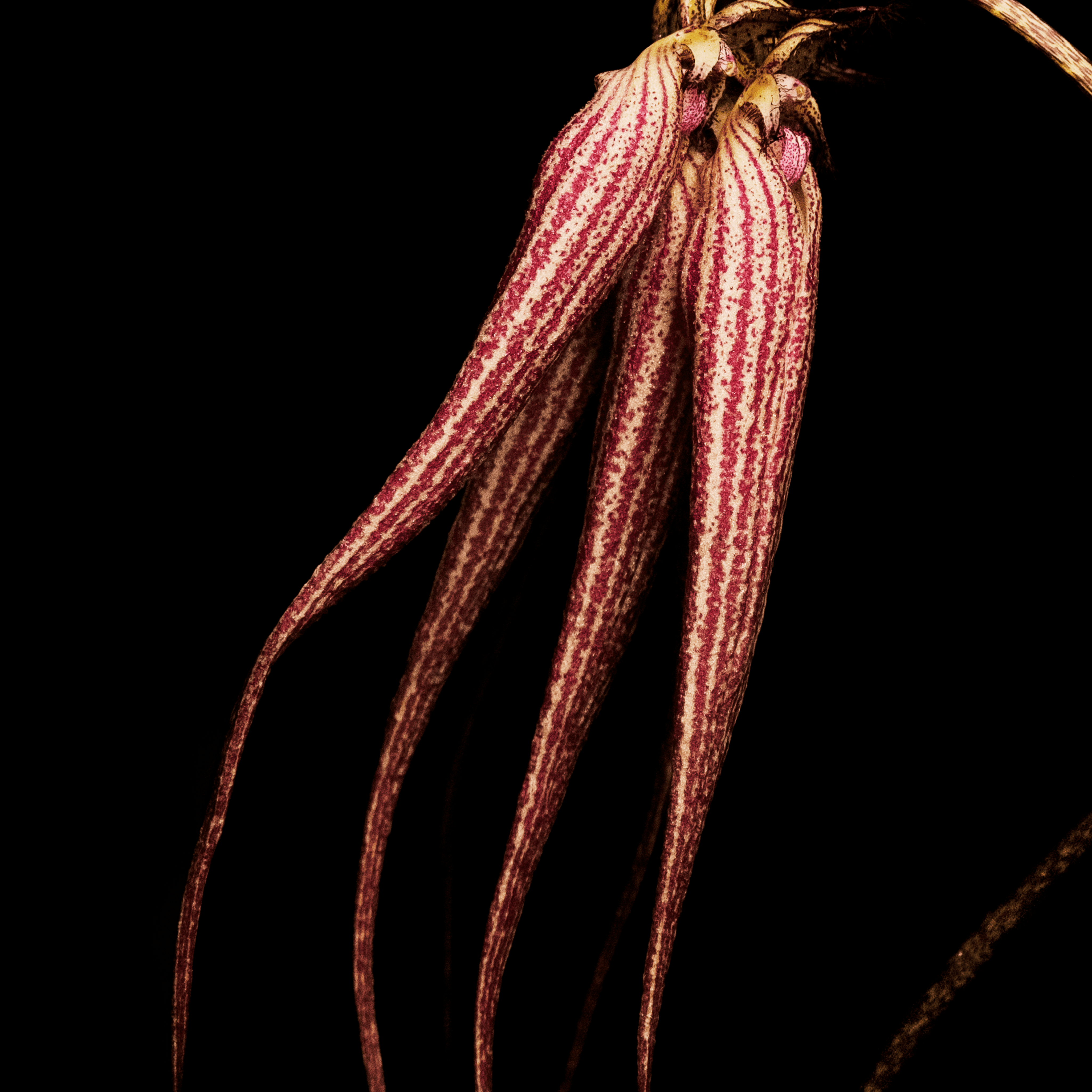 Bal d'Afrique BYREDO Absolu Parfum - ABANUC