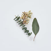 Eucalyptus Deo Duo MALIN+GOETZ Dúo de desodorantes de eucalipto - ABANUC