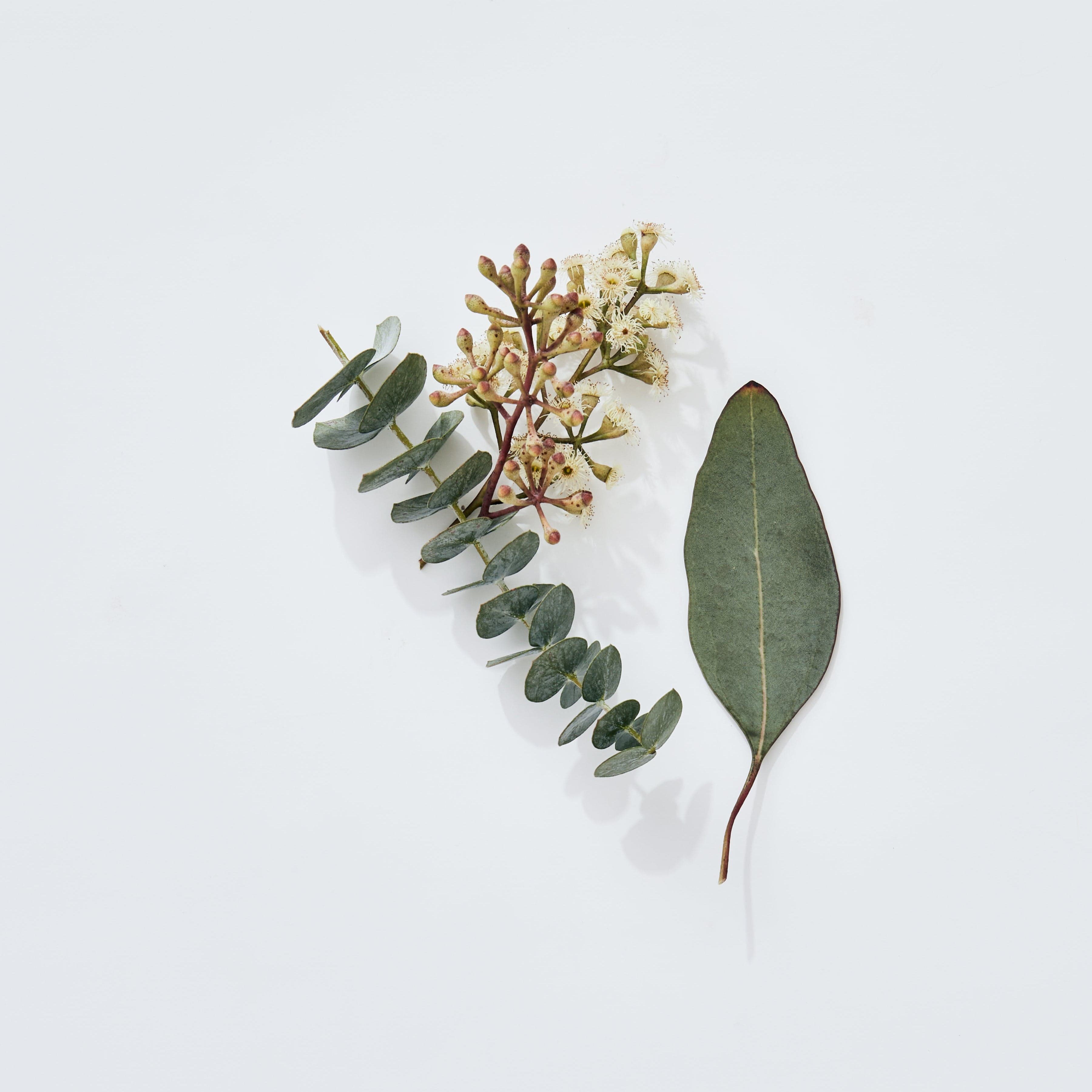 Eucalyptus Deo Duo MALIN+GOETZ Dúo de desodorantes de eucalipto - ABANUC