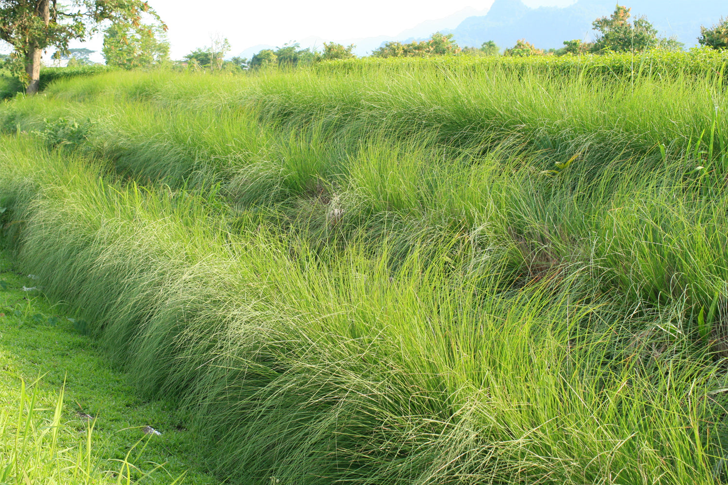El vetiver: una olorosa planta que crece en las orillas de los ríos.