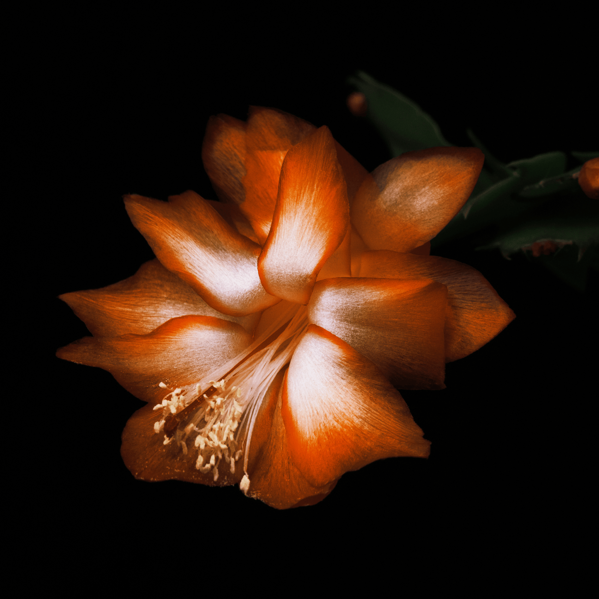 Black Saffron Absolu Parfum | BYREDO - ABANUC