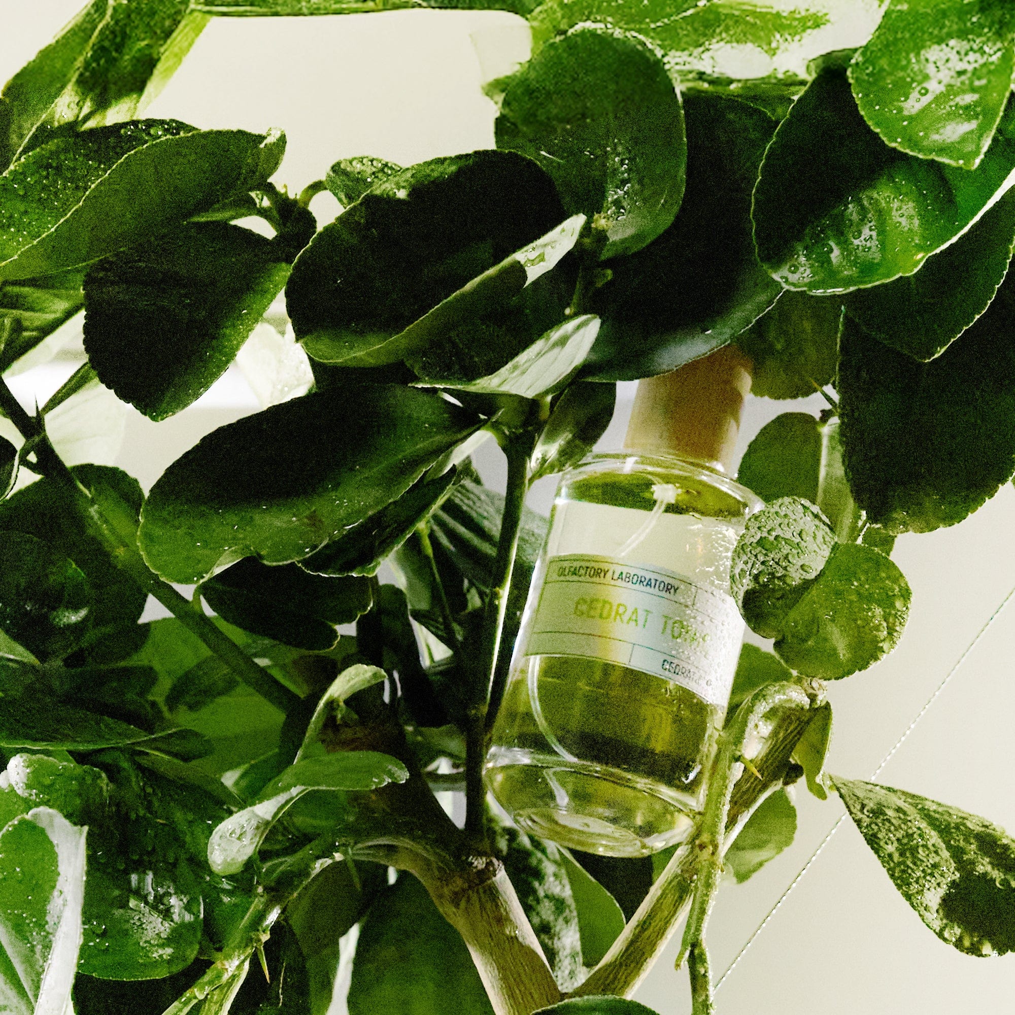 Cedrat Tonic Eau de Parfum | Liquides Imaginaires