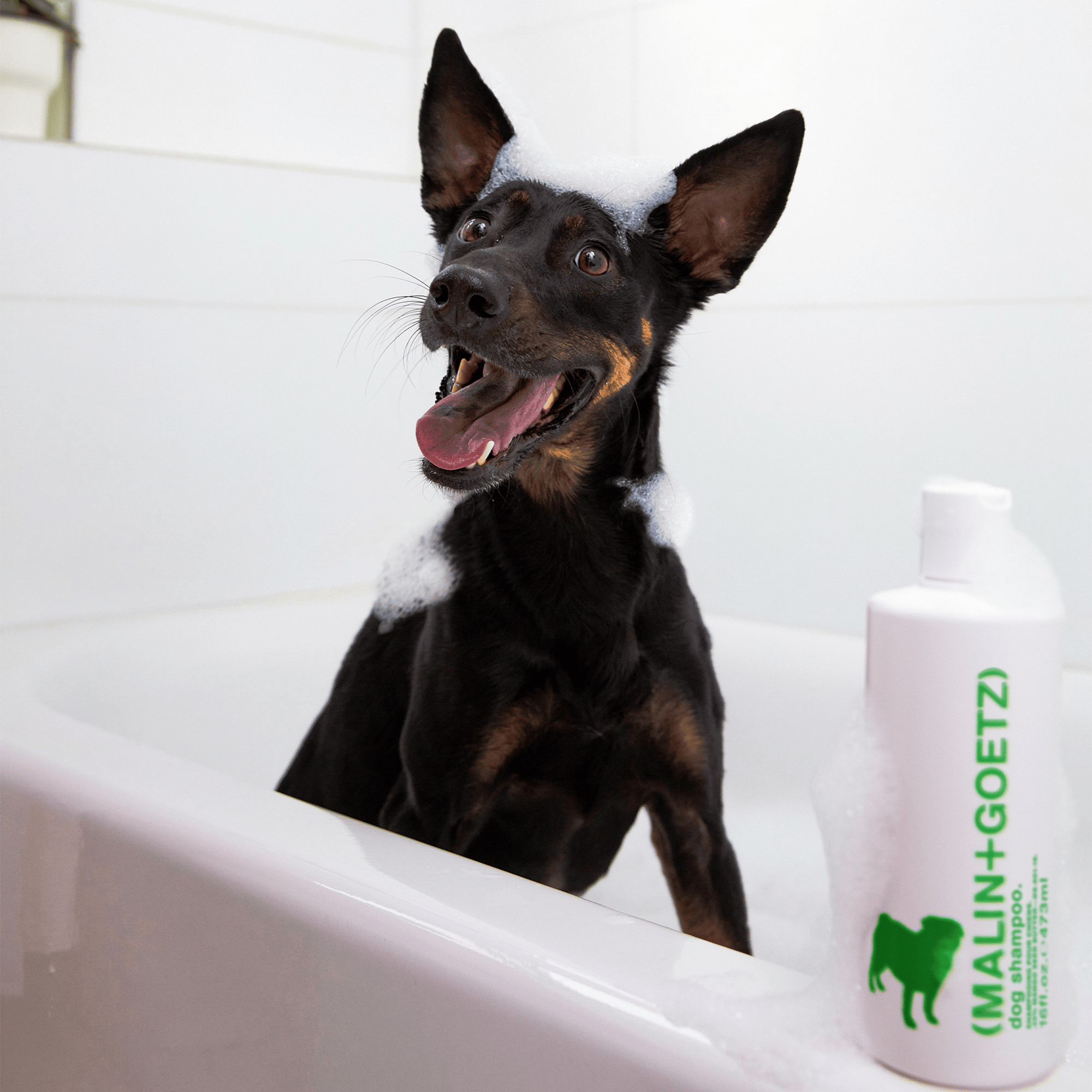 Dog Shampoo, Champú Suave para Perros | MALIN+GOETZ