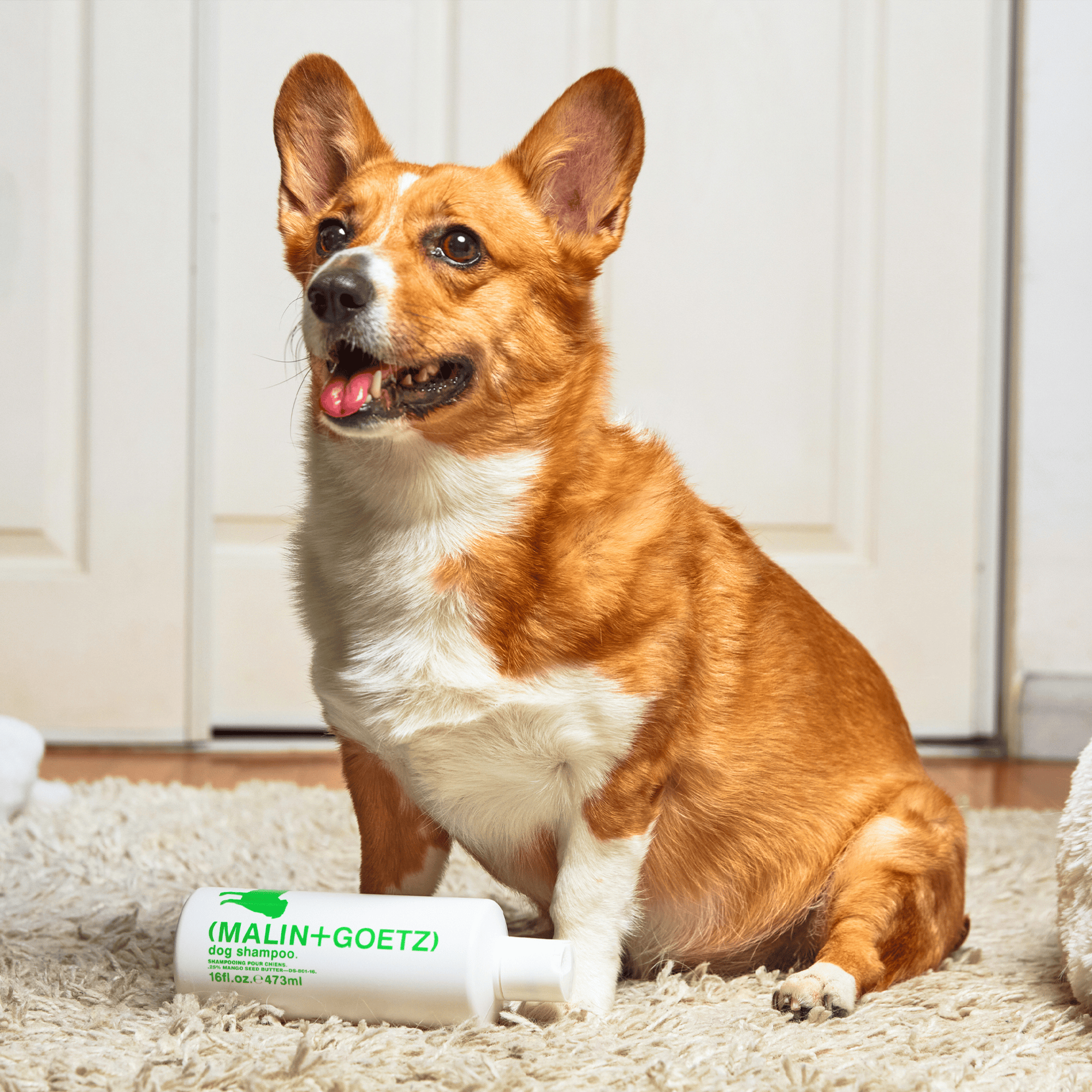 Dog Shampoo, Champú Suave para Perros | MALIN+GOETZ
