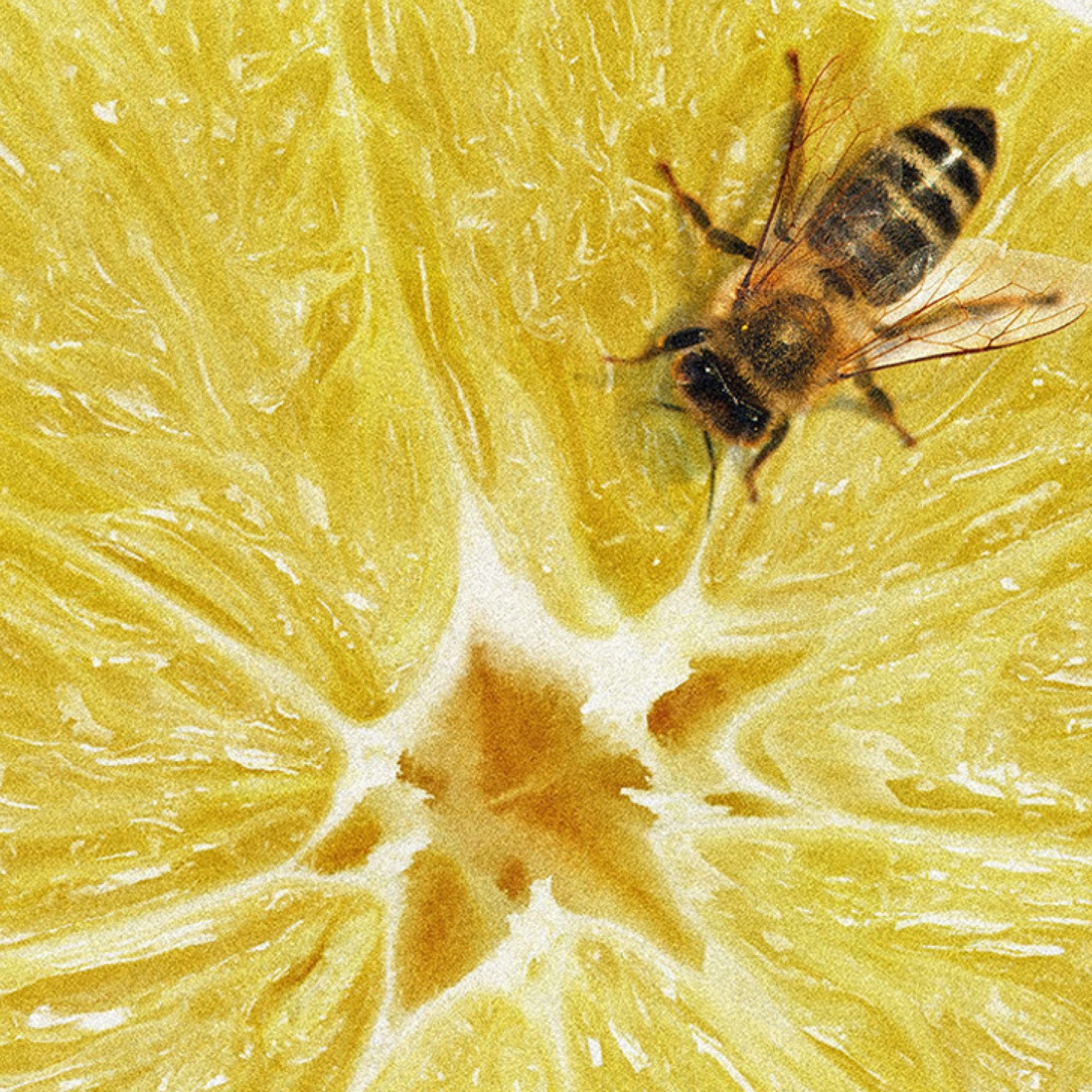 Italian Citrus D.S. & Durga Eau de Parfum - ABANUC