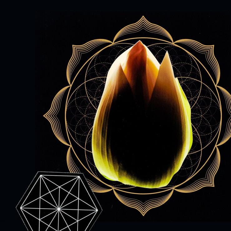 MULTILOTUS de HERMETICA; el perfume espiritual de la flor de loto